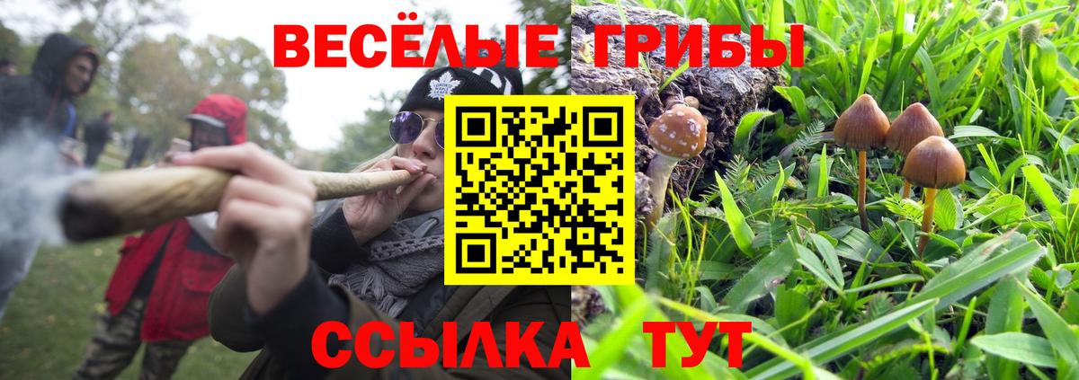 Петрозаводск  Псилоцибиновые грибы Psilocybine cubensis  Вход с VPN 